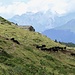 Alpage de la Maye