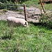 Glückliches (?) Schwein bei Schwendi