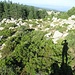 La mia ombra si proietta sulla macchia mediterranea che ho attraversato, provenendo dal bosco di conifere.