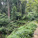 Netter Weg an der Nordseite des Taubenberges