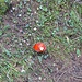Fliegenpilz, fast mit Apple-Logo