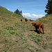 Haariges Rindvieh auf der Alpage de Catogne