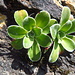 Sassifraga dei graniti (Saxifraga cotyledon).