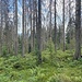 Kahle Stämme und zaghaftes Nachwachsen.<br /><br />