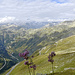  Gletsch, Grimselpass, verhüllte Berner Alpen