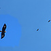 Auf dem gesamten Zustieg flogen immer wieder drei Steinadler zur Sandbalm. Unten Links habe ich einen der Steinadler im Zoom eingefügt. Einer der drei krächzte die ganze Zeit, es war ziemlich sicher der Jungvogel.