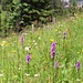 Bleame am Wegesrand
