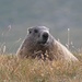 im Tal der Murmeltiere