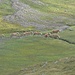 Mustangs