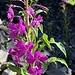 diesen Sommer oft unsere lieblichen Blumenbegleiter