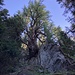 ein Riesenbaum - mit ersten Sonnenstrahlen