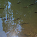 Es hat reichlich Fische in der Schwarzach