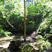 Baum frisst Fels