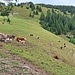 Zwischen Zaun und Vieh haben wir uns vorbeigemogelt