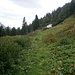 Tanunalpe