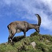 ... zum Brienzer Rothorn
