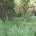 Steile Geländeflanke im Waldbereich am Kuchelberg