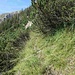 Die Latschengasse vom  Jägerpfad/-steig