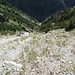 Blick aus der Querung vom Graben/Schrofenrinne in die Flanke vom Kuchelberg<br />Die Steilheit der Geländeflanke ist auf dem Bild nicht gut erkennbar