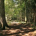 nun gehts auf Wurzeln durch den Wald, am Ende vom Wald wirds recht anspruchsvoll, ca. 30 m (ZS) besser ist es abzusteigen.