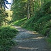 nun geht es weiter nach rechts durch den Achslenwald