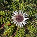 Silberdistel.