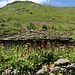 Vieux bâtiment envahi par la végétation à la Pierre