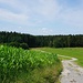 und zwar hinab zum Wald