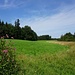 und wieder raus aus dem Wald