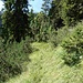 Das Gelände im Bereich Schönwald wird flacher<br />Durch die Latschengass geht der Verlauf vom Jägerpfad/-steig weiter