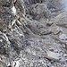 Markierter Abstiegweg Nr. 241 Fürstenweg vom ersten Geländeabsatz der Kreuzspitze<br />Alles lose und lockeres Geröll / Bestimmt kein T3 mehr