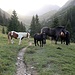 Da haben sich die Nicht-Haflinger zusammengetan.