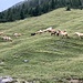 Haflinger auf der Großebene