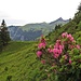 Unterwegs treffe ich schattseitig noch ein paar blühende Alpenrosen.