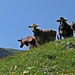 Kein Chalber mehr, aber neugierig allemal.