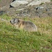 Die Murmeltiere hinter der Sajathütte zeigen keine besondere Scheu.