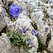 Zwergglockenblume
