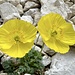 Alpenmohn