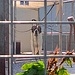 Beispiel: die Bernhardiner. Hier heroben war es, wo die Mitglieder des Hospizes die berühmten Hunde züchteten, als Rettungshunde bei der Suche nach Lawinen-Opfern. Der Bernhardiner ist heute für solche Aufgaben nicht mehr gut geeignet, er wurde zu schwer und ist als Lawinenhund mittlerweile von anderen Rassen abgelöst. Heute ist er Bernhardiner ein Haus- und Begleithund und, seit 1884, Schweizer Nationalhund. Was es alles gibt.