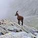 Aber nur für etwa 20 Minuten, dann nahmen wir den Abzweig Richtung Süden (Rifugio Giacoletti), um noch ein paar Wege mehr kennenzulernen. Und diesen Steinbock.