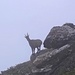 Der nächste Steinbock.