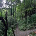 ...hinauf. Auf etwa 1515 Metern Höhe erreicht man einen Querweg, auf dem es dann noch ein Stück nach links geht.
