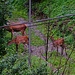 ...weil ihnen das Gras in Nachbars Garten so gut schmeckte. 
