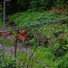 ...die aus dem Wald gekommen waren...
