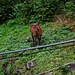 Jedenfalls beobachteten wir später von unserer FeWo aus eine Gruppe von Hirschdamen...