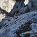 Hier sieht man im Rückblick das Band, welches aus der Scharte steil emporführt und die Platten, die durchstiegen wurden. An der Stelle befindet man sich bereits am oberen Latschenband.