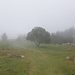 Nebel....