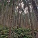 la foresta