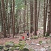 il bosco finale