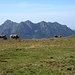 Kühe vor dem Monte Alben